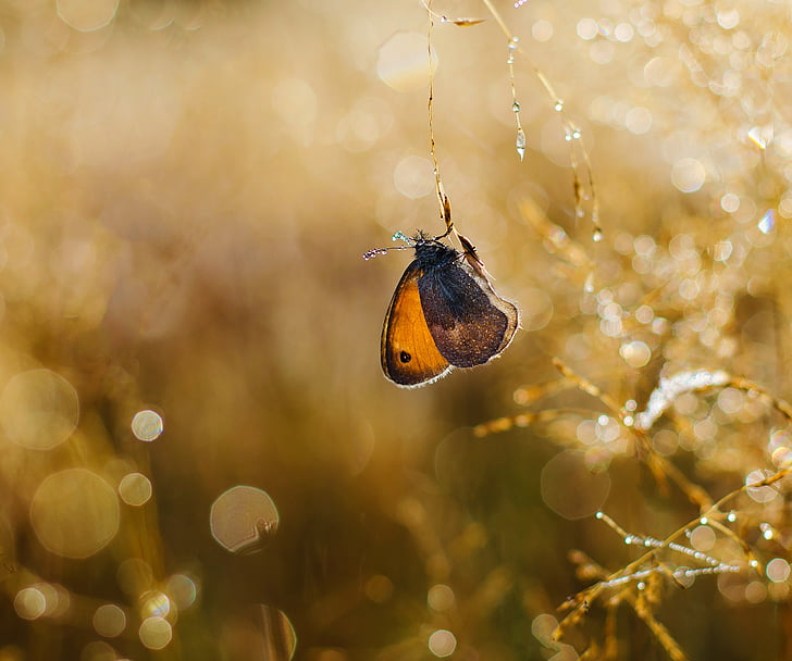 butterfly, insects, nature, rosa, drops, the sunlight, one animal