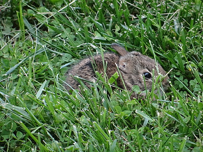bunny, rabbit, easter, cute, fuzzy, lawn, nature