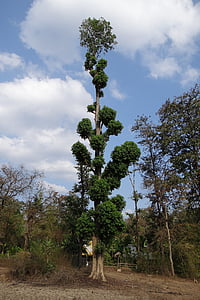 Terminalia, arbre, Tall, Forest, Ghâts occidentaux, Inde, Nuage - ciel