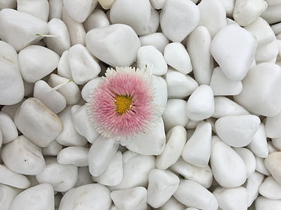 blomst, Dell, hvit, rosa, tusenfryd, anlegget, dekorasjon