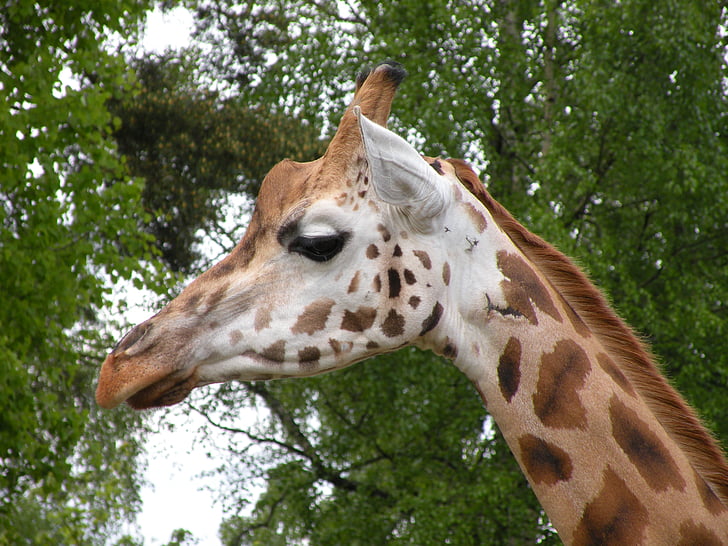 giraff, klocka, Scout, djur, Zoo, Animal planet, fauna