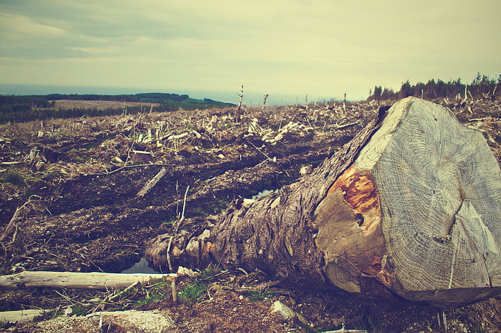 photo, tree, logs, deforestation, trees, bark, dirt
