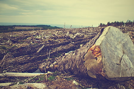 photo, tree, logs, deforestation, trees, bark, dirt