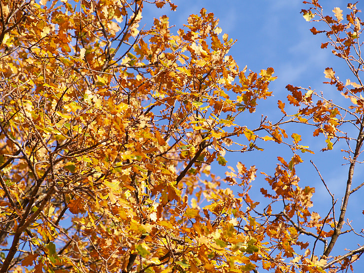 automne, feuilles, chêne, automne doré, Or, feuillage d’automne, jaune