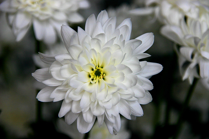 snow flower, white, power, open, blossom, green, happy