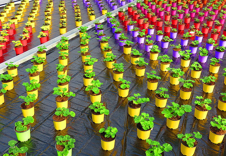 greenhouse, pot, color, geranium, culture, horticulture, plant
