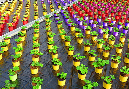 växthusgaser, potten, färg, Geranium, kultur, trädgårdsodling, Anläggningen
