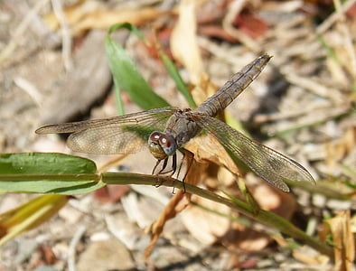 Dragonfly, okřídlený hmyz, šedý vážky, detaily, kmen
