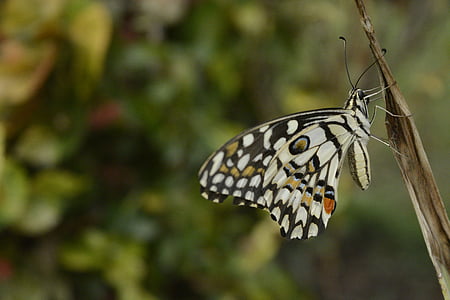 sommerfugl, tørking, vinger, fargerike, makro, natur, India
