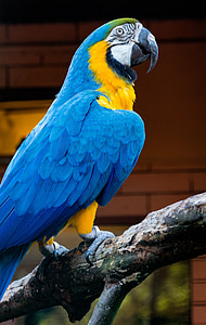 Ara, vogel, blauw, dierentuin, kleurrijke, exotische