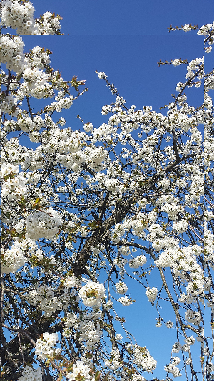 flowers, spring, apple blossom, nature, full bloom, white, fruit tree