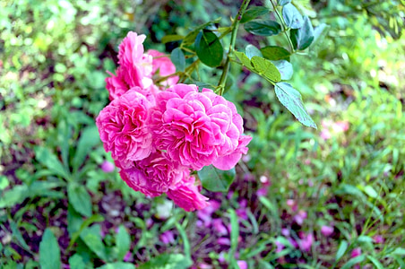 kwiaty, Rosa, Natura, kwiat, ogród, Kolor, płatki