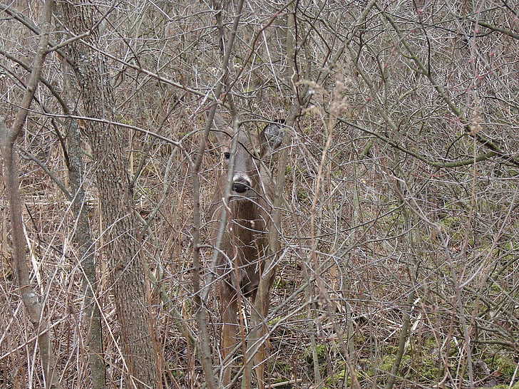 white tailed deer, hiding, leave less bushes, animal, nature, woods