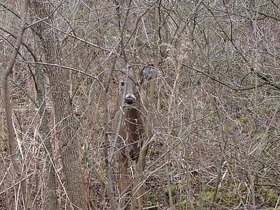 白尾鹿, 隐藏, 少留灌木丛, 动物, 自然, 伍兹