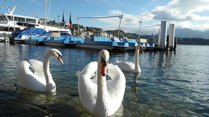 Lucerna, región del lago de Lucerna, cisnes, barcos, agua, azul, Suiza