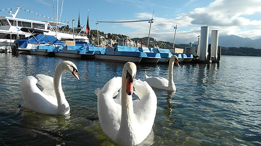 Luzern, regiji Lake lucerne, labodi, čolni, vode, modra, Švica