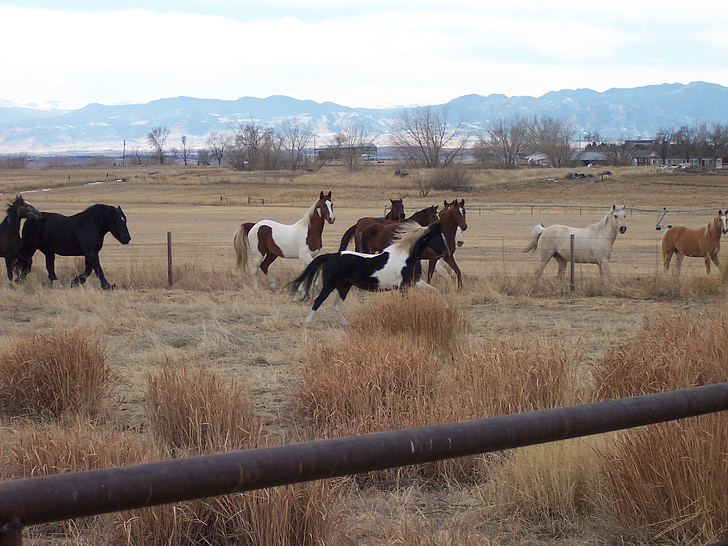 hest, Pinto, maling, dyr, Saddlebred, kjæledyr