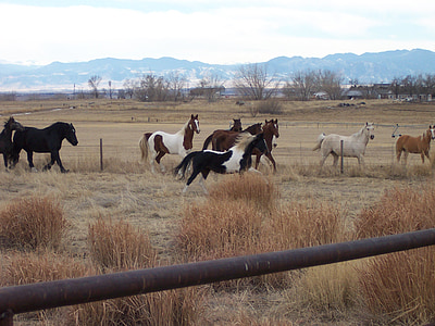 cheval, Pinto, peinture, animal, Saddlebred, animal de compagnie