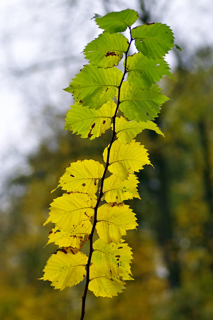 foliage, yellow, branch, sprig, tree, forest, park