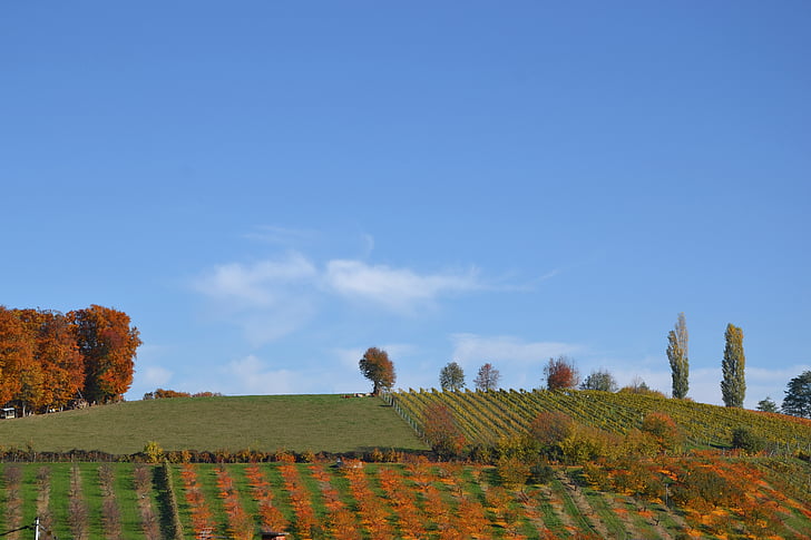 krajina, podzim, stromy, Panorama, barevné, listy