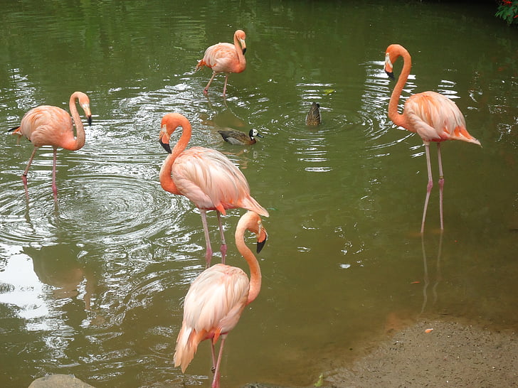 flamingai, paukščiai, Gamta, gyvūnų pasaulis, ežeras, gyvūnų