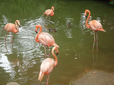 Flamingos, aves, naturaleza, mundo animal, Lago, animal