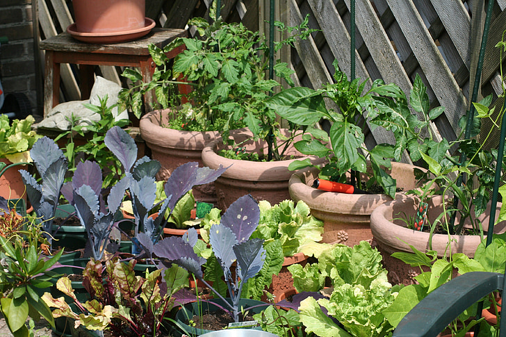 jardim da cozinha, auto cultivo, comida