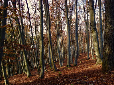 šuma, Lecco, lišće, priroda, list, jesen, osušeni listovi