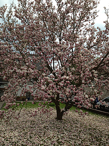 Magnolia, flor, floración, árbol, primavera