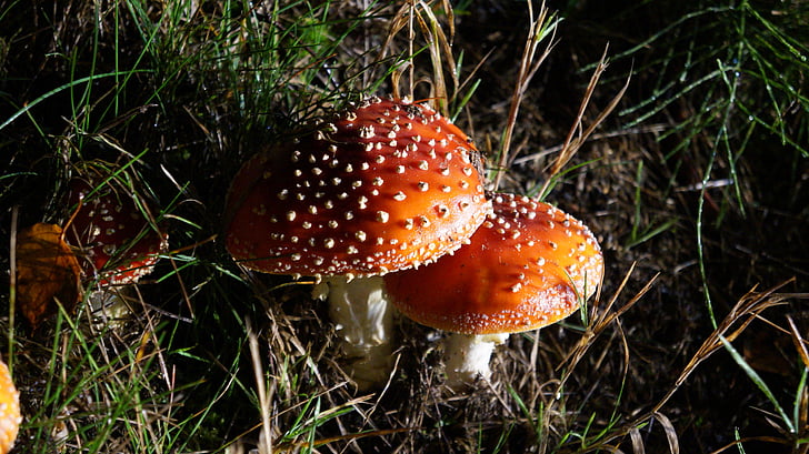 matryoshka, night photograph, autumn, mushrooms, red, mushroom, fungus