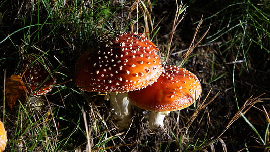 Matryoshka, Night fotografi, efterår, svampe, rød, champignon, svamp