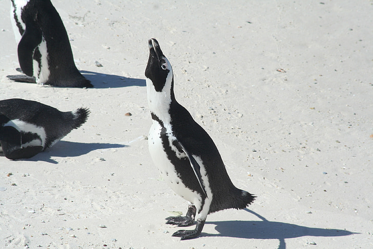 pingviinid, Aafrika, eriti ohustatud, Sea, Marine, Ocean, loomade