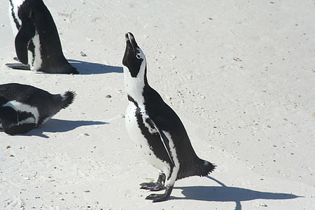pingviinid, Aafrika, eriti ohustatud, Sea, Marine, Ocean, loomade