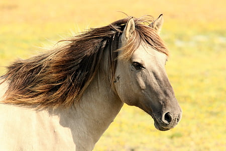 wit, zwart, paard, veld, Closeup, fotografie, overdag
