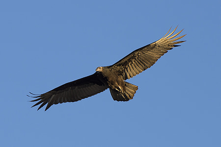 Turcia vultur, pasăre, faunei sălbatice, natura, zbor, măturător de stradă, Buzzard