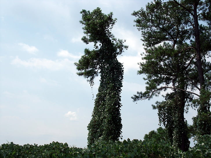 trees, forest, tree, nature, leaves, sky, clouds