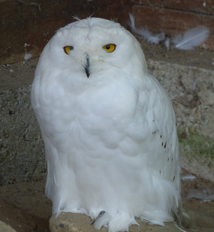 Snowy owl, pássaro, pena, Branco, Coruja, Raptor, Bufo-real