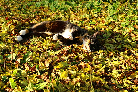 musim gugur, kucing, beruntung kucing, dedaunan jatuh, matahari, kucing domestik, mieze