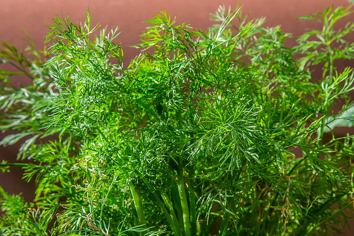 dild, Herb, agurk herb, aromatiske, mad, køkken urt, haven