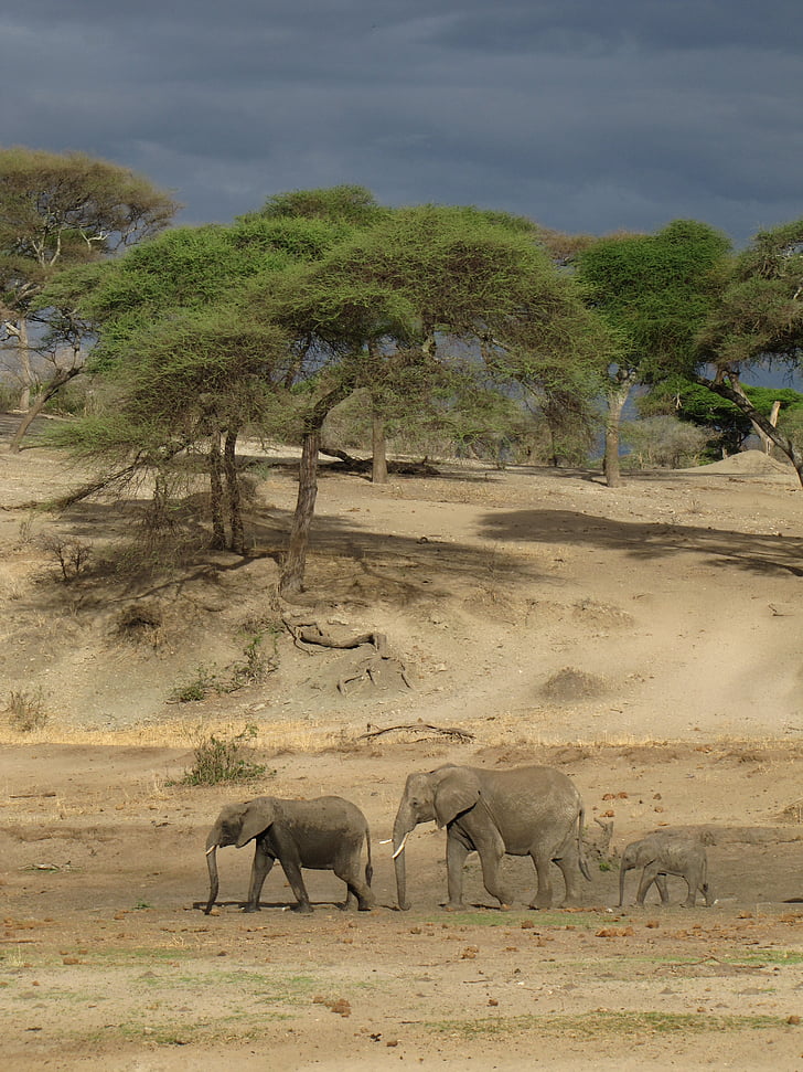 éléphants, Tanzanie, nature, air sombre, Mama, Papa, bébé éléphant