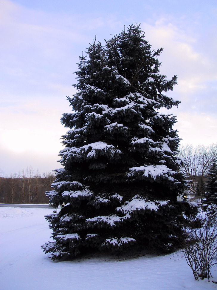 spruce, vinter, snö, kalla