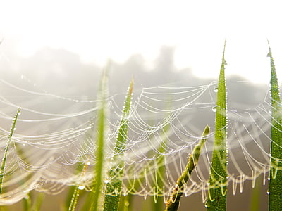 arachnid, blur, close-up, cobweb, dawn, dew, drop