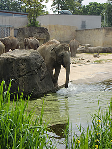 slon, slon družinske, slon otrok, živali, Rilo, Debelokožac, sesalci