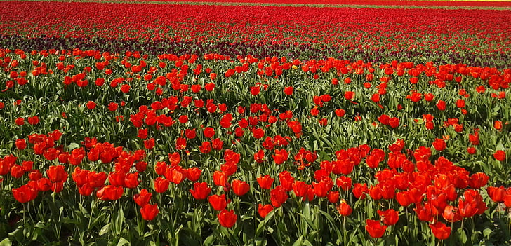 tulipanes, campo, campo del tulipán, Holanda, flor, planta, naturaleza