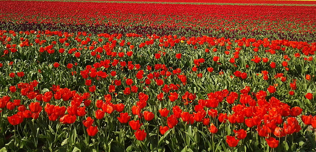 tulips, field, tulip field, holland, flower, plant, nature
