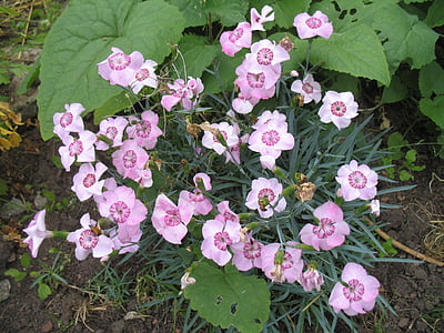 ilhó, -de-rosa, flor