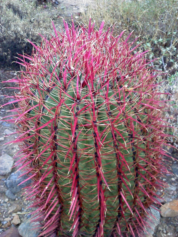cactus, Arizona, paisaje, naturaleza, cactus barril, espinos