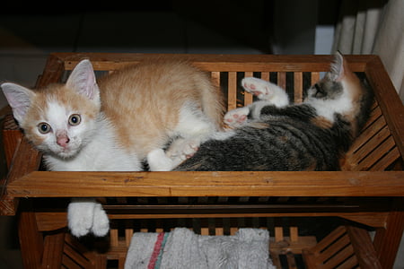animais de estimação, gatinhos, sono, cesta