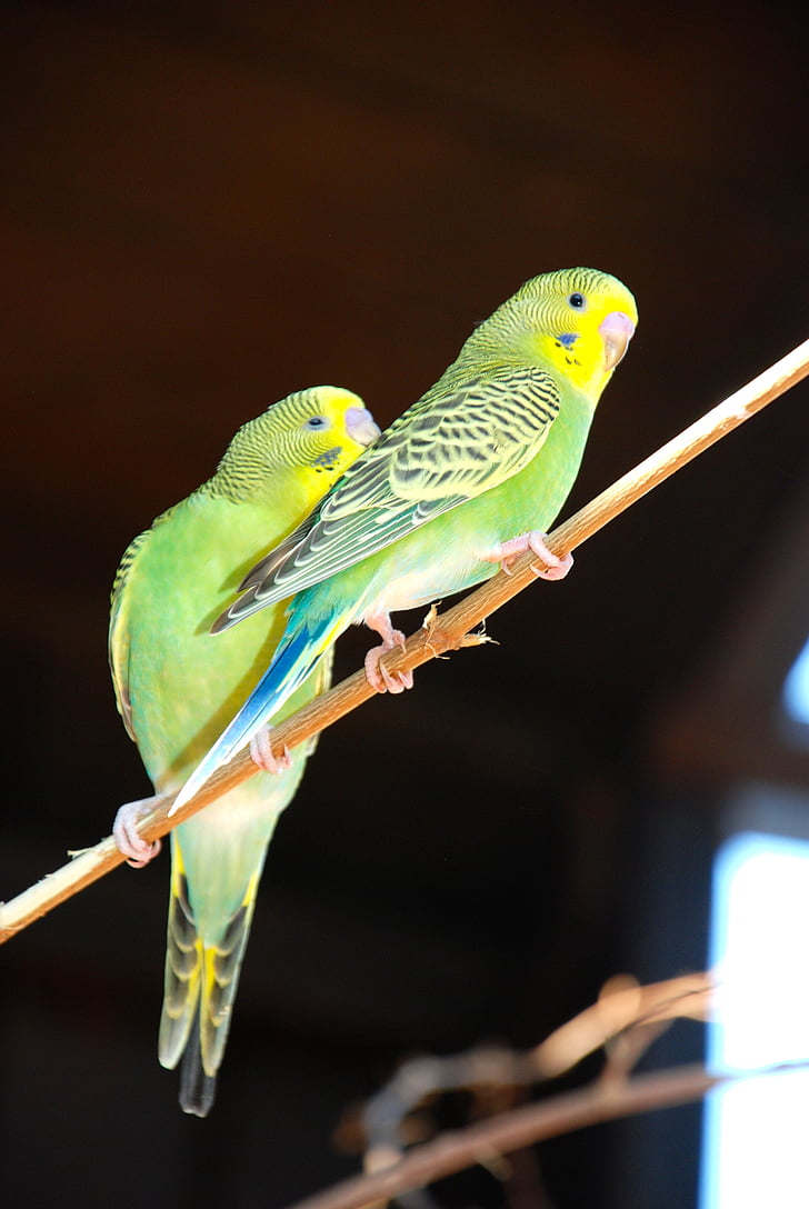 budgie, bird, green bird, pets, parakeets, animal world, together