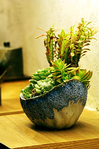 piante in vaso, fresco, il partito